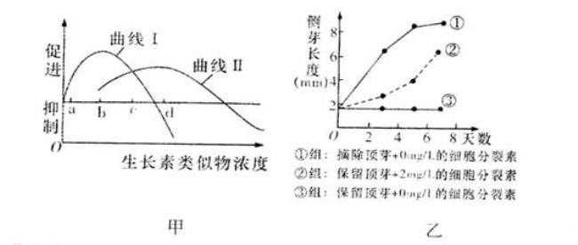 细胞分裂素和生长素的比值