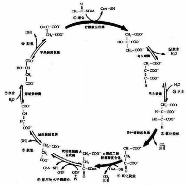 三羧酸循环的条件