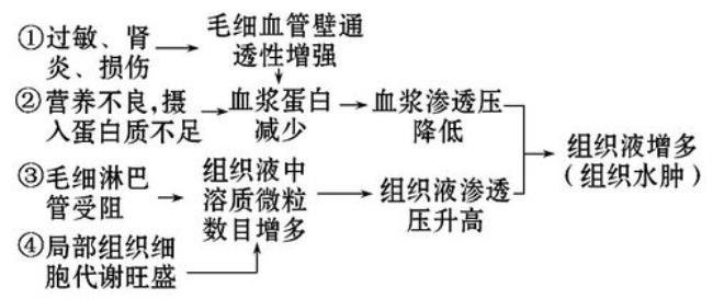 兴奋组织分为哪三个