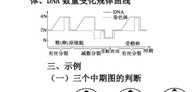 减数分裂数量变化过程及原因