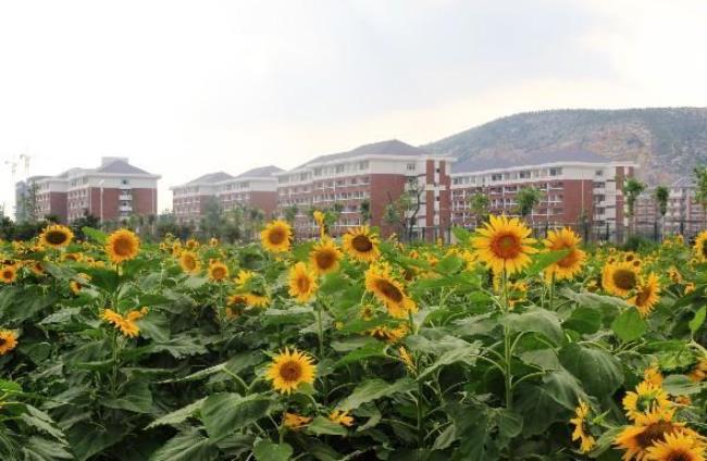 淮北师范大学滨湖新区面积