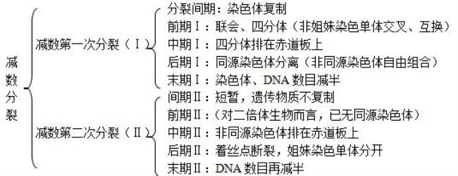 生物减数分裂计算题公式