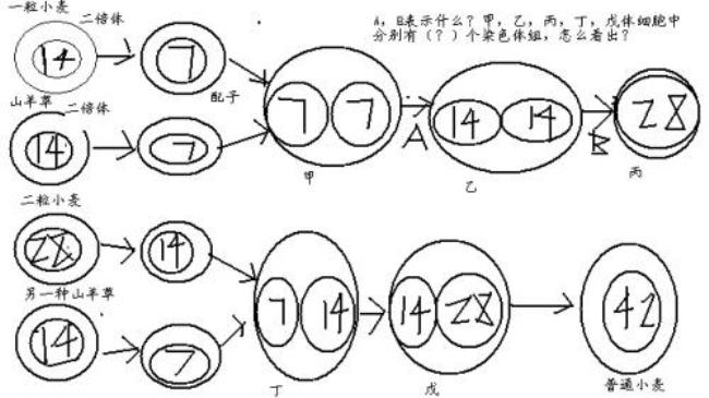 二倍体的染色体是怎么复制的