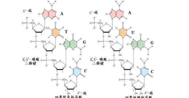 RNA是生物大分子吗