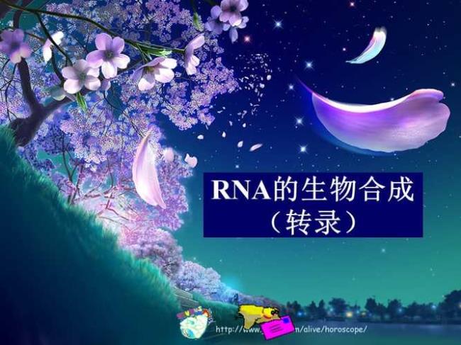 rna怎么变成多肽