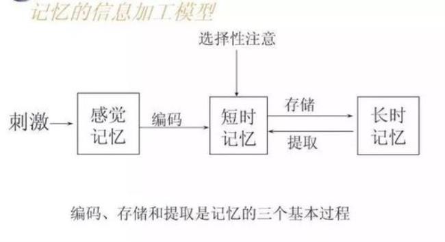 信息加工过程分哪三个阶段