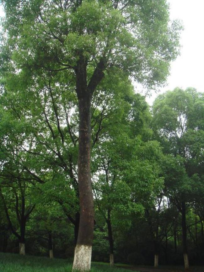 中国的樟树分布在哪些地区