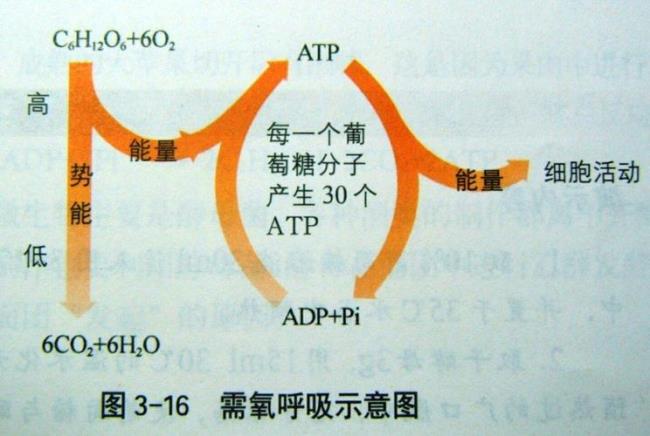 三羧酸循环中能生成gtp的反应