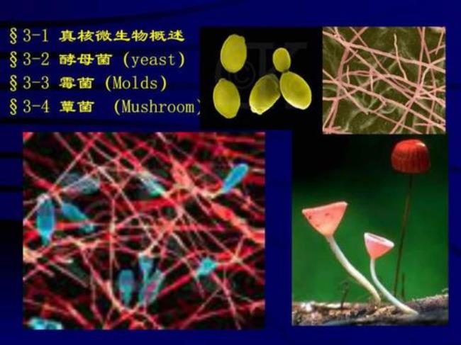 真核微生物主要包括哪三大类