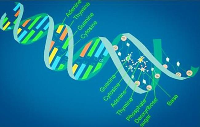 与数学生物有关的工作