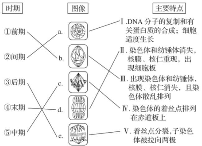 细胞有丝分裂间期的三阶段如何