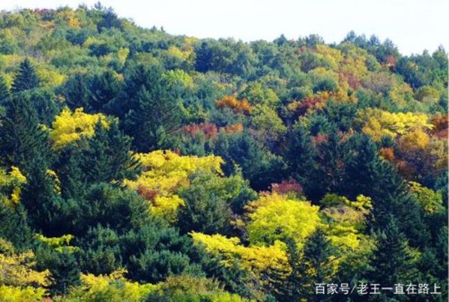 小兴安岭有哪些珍贵的动植物