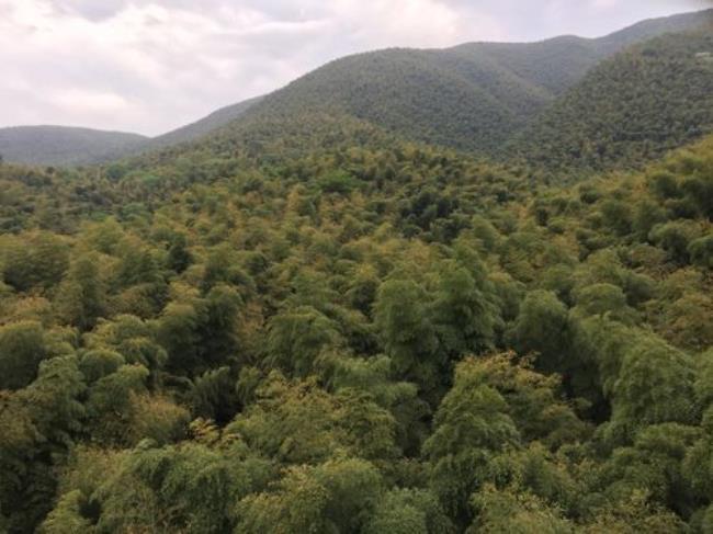 江苏宜兴可种植马蹄笋吗