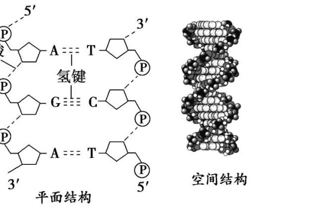 dna的可复制性由什么决定