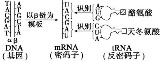 中心法则中转录与复制的异同