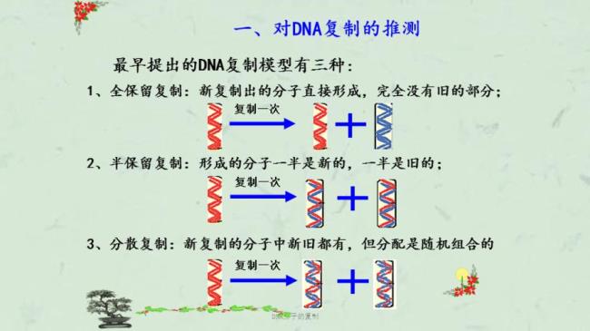 DNA的复制过程分析