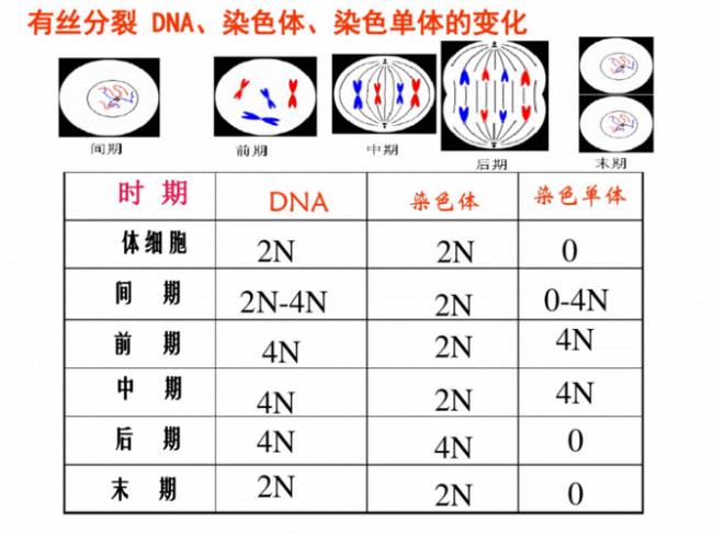 减数分裂前期的五个时期