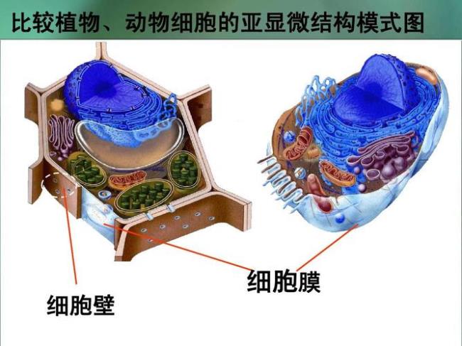 动物细胞壁的主要成分