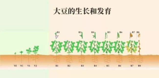 大豆一生要喷施几遍芸苔素为宜