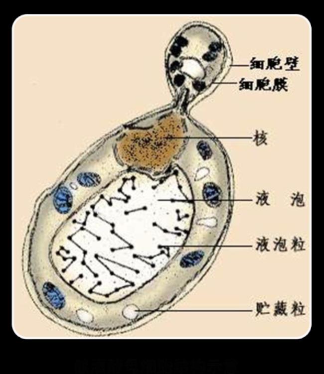 酵母菌属于原核生物吗