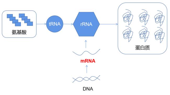 RNA的三种类型mRNA.tRNA.rRNA分别代表什么意思