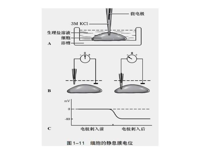 静息电位和零电位的区别