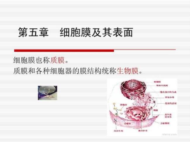 一个细胞器有几个生物膜