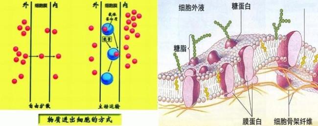 具膜细胞器是什么意思