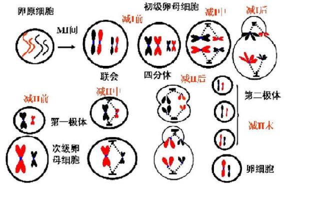 减数分裂中有没有中心体的参与