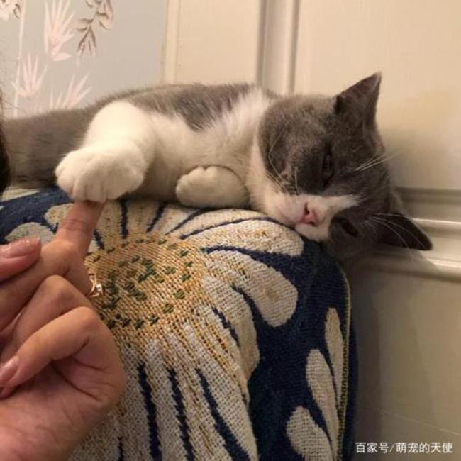 猫咪多久发一下情