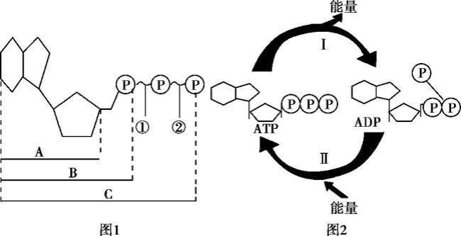 乙醇彻底氧化产生多少ATP