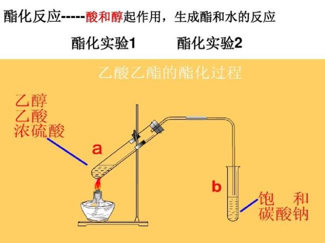 酯类能跟什么物质反应