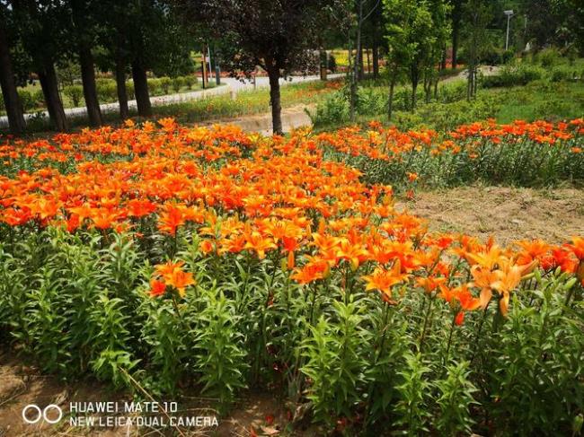 西安国家植物园怎么样