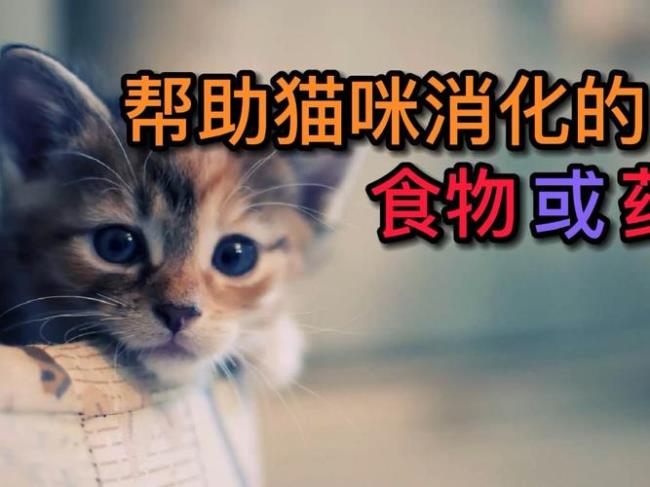 猫咪消化不良吃什么药