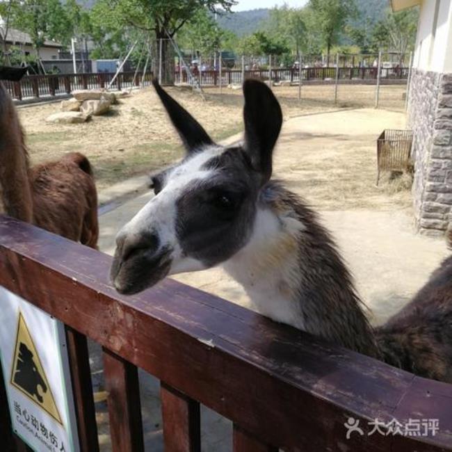 苏州上方山动物园门票价格多少