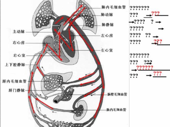 体循环和肺循环的途径口诀