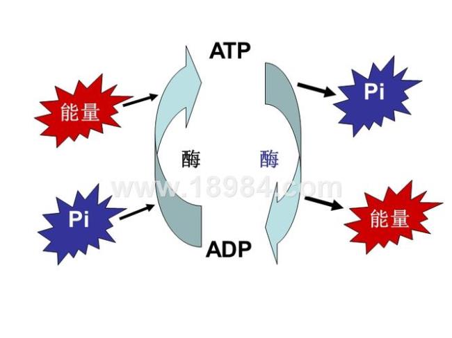 10 呼吸作用的原料和产物是什么