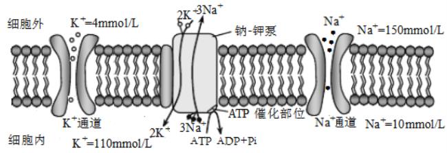 na进入细胞的同时是什么运输