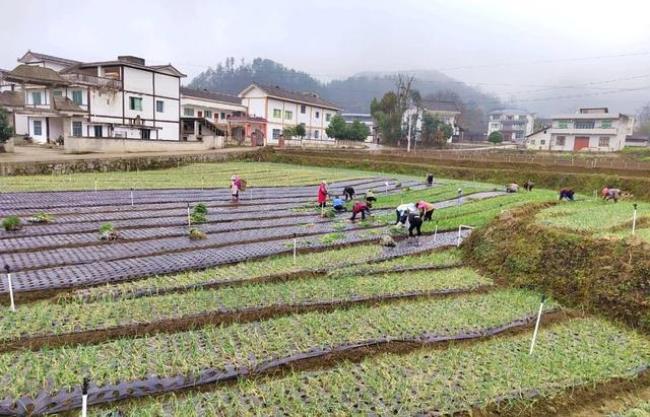 乡村产业振兴对村民的意义