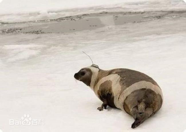 海豹怎么繁殖