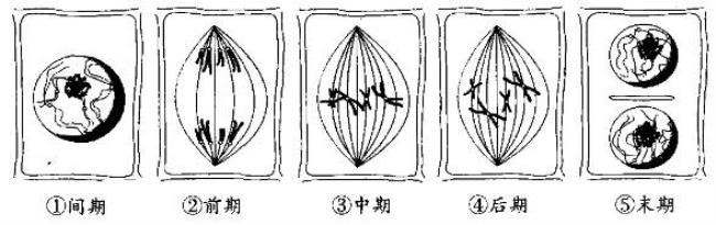 为什么分裂间期有转录