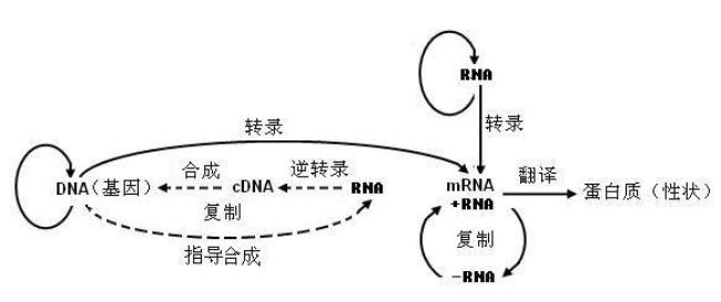 原核生物的中心法则图