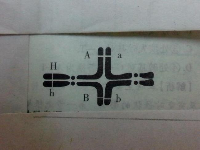 aabb减数分裂完整解析