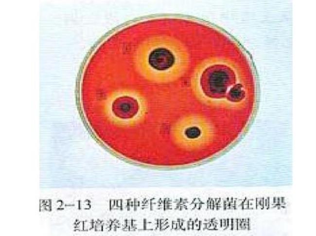 生物实验四大组织特点