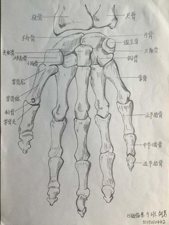 你所认识的解剖学是什么