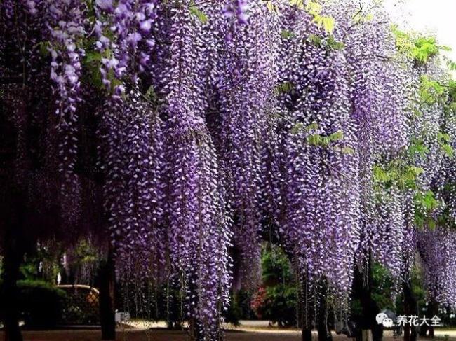 紫藤花和丁香花一样吗