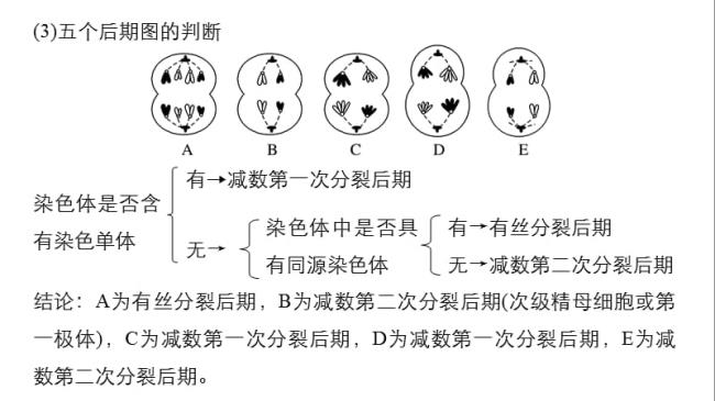 减数分裂和有丝分裂耗能吗