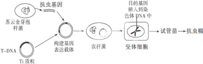 什么植物动物有质粒