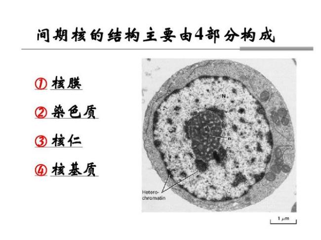 p主要构成细胞核内的什么物质