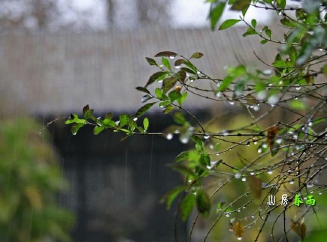 三年级蒙蒙的春雨像什么